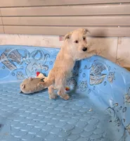 Scamp, a male Scottish Terrier for sale in Millmont, PA – 2 of 9