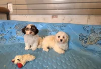 Hans, a male Havanese for sale in Millmont, PA – 4 of 4