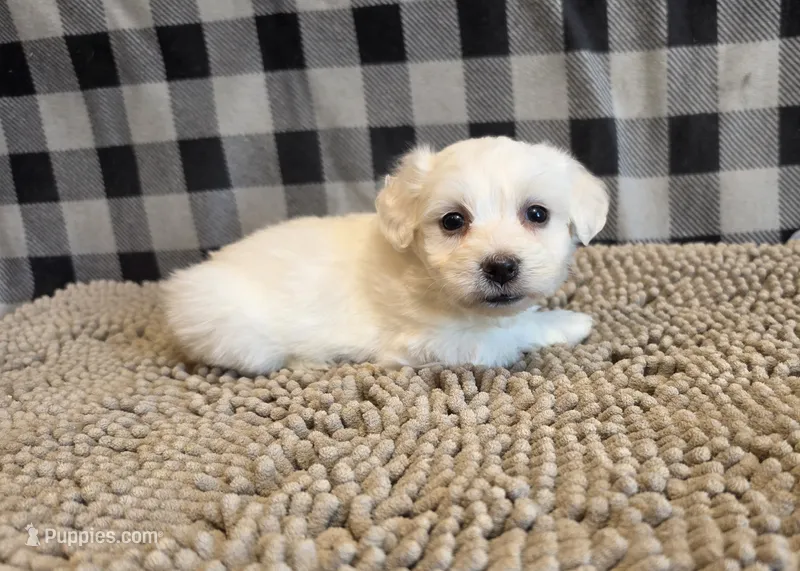 Seth – Bichon Frise, Coton de Tulear puppy for sale in Millmont, PA