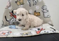 Velma, a female Scottish Terrier for sale in Millmont, PA – 5 of 5