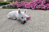 Parker, a male West Highland White Terrier for sale in Millmont, PA – 3 of 8