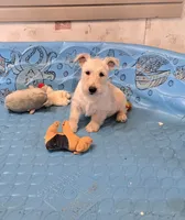 Ollie, a male Scottish Terrier for sale in Millmont, PA – 3 of 9