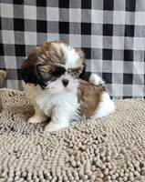 Marcus , a male Shih Tzu for sale in Millmont, PA – 5 of 8