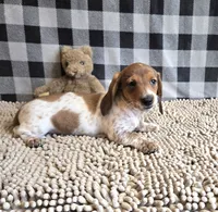 Kenny, a male Miniature Dachshund for sale in Millmont, PA – 3 of 8