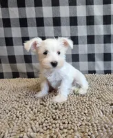 Sarah, a female Miniature Schnauzer for sale in Millmont, PA – 5 of 6