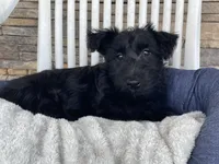 Wanda, a female Scottish Terrier for sale in Millmont, PA – 7 of 9