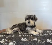 Tessie, a female Miniature Schnauzer for sale in Millmont, PA – 5 of 6