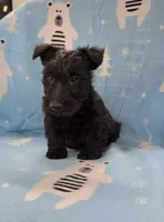 Murrey, a male Scottish Terrier for sale in Millmont, PA – 6 of 7