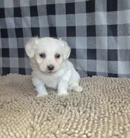 Seth, a male Bichon Frise and Coton de Tulear for sale in Millmont, PA – 6 of 7
