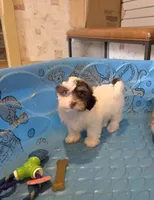 Hank, a male Havanese for sale in Millmont, PA – 3 of 5