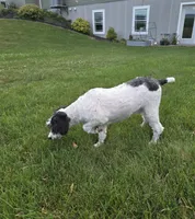 Denver, a male Schnoodle for sale in Millmont, PA – 4 of 10