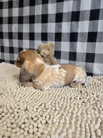 Kent, a male Miniature Dachshund for sale in Millmont, PA – 8 of 8