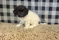 Rosie, a female Coton de Tulear and Poodle - Miniature  for sale in Millmont, PA – 1 of 5