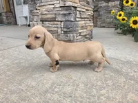 Harper, a male Miniature Dachshund for sale in Millmont, PA – 2 of 10