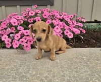 Fawn, a female Miniature Dachshund for sale in Millmont, PA – 2 of 10