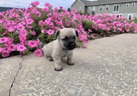Julie, a female Cairn Terrier for sale in Millmont, PA – 4 of 8