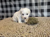Stella, a female Bichon Frise and Coton de Tulear for sale in Millmont, PA – 6 of 6