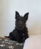 Morris, a male Scottish Terrier for sale in Millmont, PA – 3 of 10