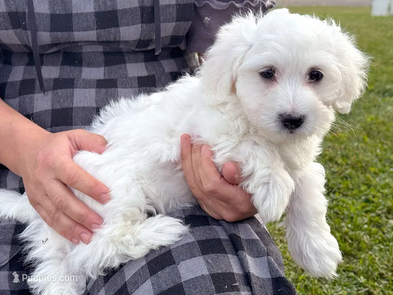 Seth – Bichon Frise, Coton de Tulear puppy for sale in Millmont, PA