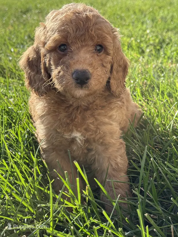Milo – Miniature Goldendoodle puppy for sale in Hillsboro, IA