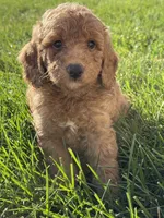 Milo, a male Miniature Goldendoodle for sale in Hillsboro, IA – 1 of 4