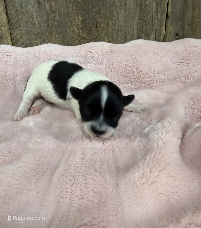 Poppy – Havanese puppy for sale in Hillsboro, IA