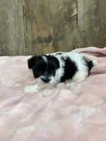 Poppy, a female Havanese for sale in Hillsboro, IA – 2 of 2