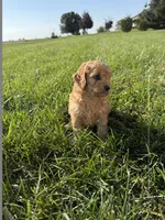 Sadie, a female Miniature Goldendoodle for sale in Hillsboro, IA – 3 of 3