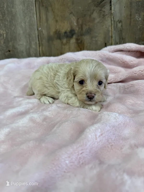 Daisy – Cockapoo puppy for sale in Hillsboro, IA