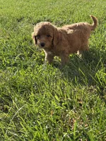 Milo, a male Miniature Goldendoodle for sale in Hillsboro, IA – 3 of 4