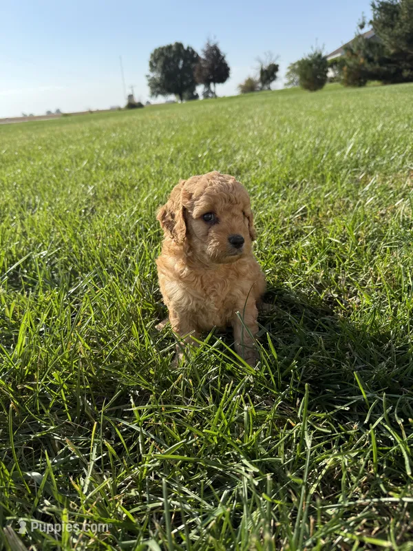 Sadie – Miniature Goldendoodle puppy for sale in Hillsboro, IA