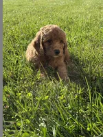 Milo, a male Miniature Goldendoodle for sale in Hillsboro, IA – 2 of 4