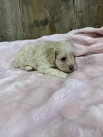 Daisy, a female Cockapoo for sale in Hillsboro, IA – 2 of 3