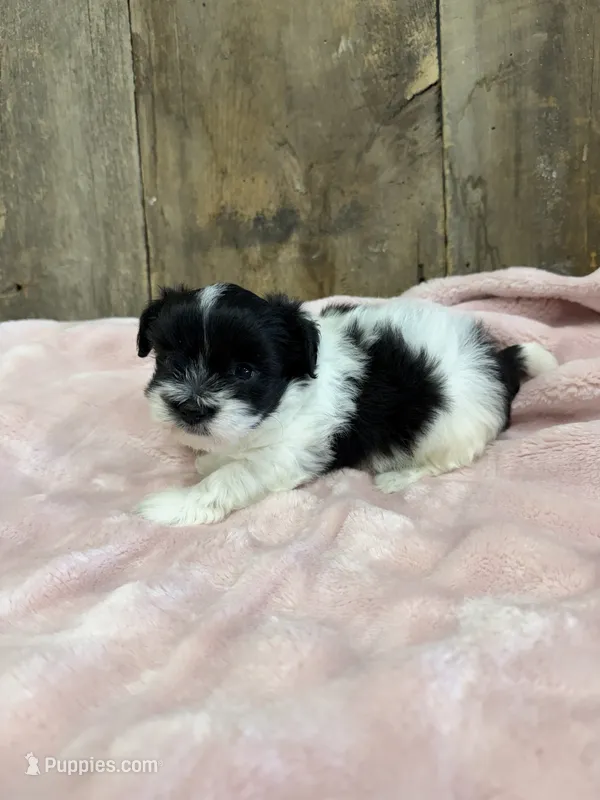 Poppy – Havanese puppy for sale in Hillsboro, IA