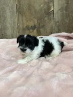 Poppy, a female Havanese for sale in Hillsboro, IA – 1 of 2