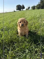 Sadie, a female Miniature Goldendoodle for sale in Hillsboro, IA – 2 of 3