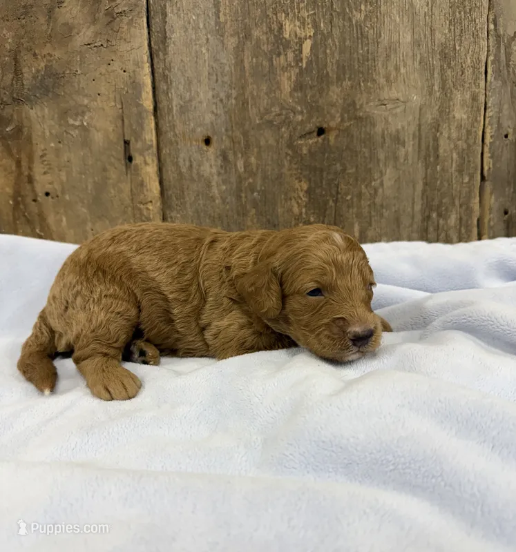 Walter – Miniature Goldendoodle puppy for sale in Hillsboro, IA