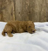 Walter, a male Miniature Goldendoodle for sale in Hillsboro, IA – 1 of 1