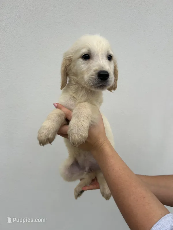 Bailey  – Golden Retriever puppy for sale in Sacramento, CA