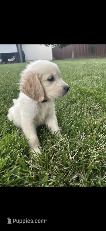 Cooper – Golden Retriever puppy for sale in Sacramento, CA