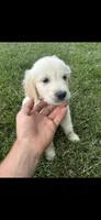 Cooper, a male Golden Retriever for sale in Sacramento, CA – 2 of 5
