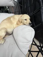 Cooper, a male Golden Retriever for sale in Sacramento, CA – 3 of 7