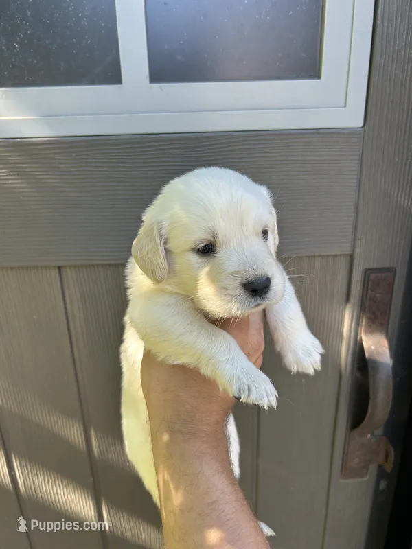 Bailey – Golden Retriever puppy for sale in Sacramento, CA