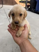 Lola, a female Labrador Retriever for sale in Sacramento, CA – 1 of 3