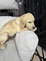 Cooper , a male Golden Retriever for sale in Sacramento, CA – 2 of 4