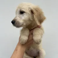 Bailey, a female Golden Retriever for sale in Sacramento, CA – 3 of 3