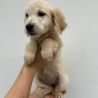 Bailey, a female Golden Retriever for sale in Sacramento, CA – 1 of 3