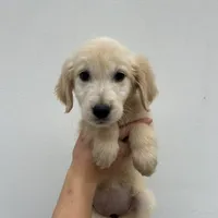 Bailey, a female Golden Retriever for sale in Sacramento, CA – 2 of 3