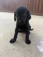 Hunter , a male Labrador Retriever for sale in Sacramento, CA – 2 of 4
