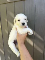 Cooper, a male Golden Retriever for sale in Sacramento, CA – 2 of 3